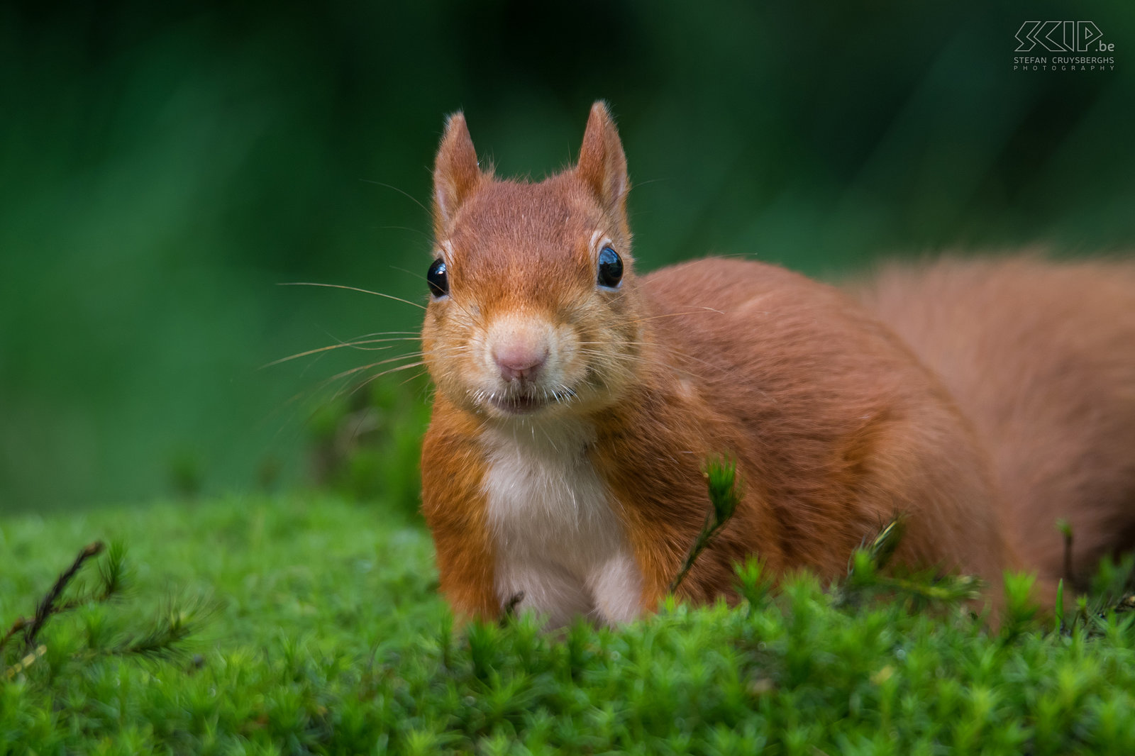 Closeup red squirrel  Stefan Cruysberghs